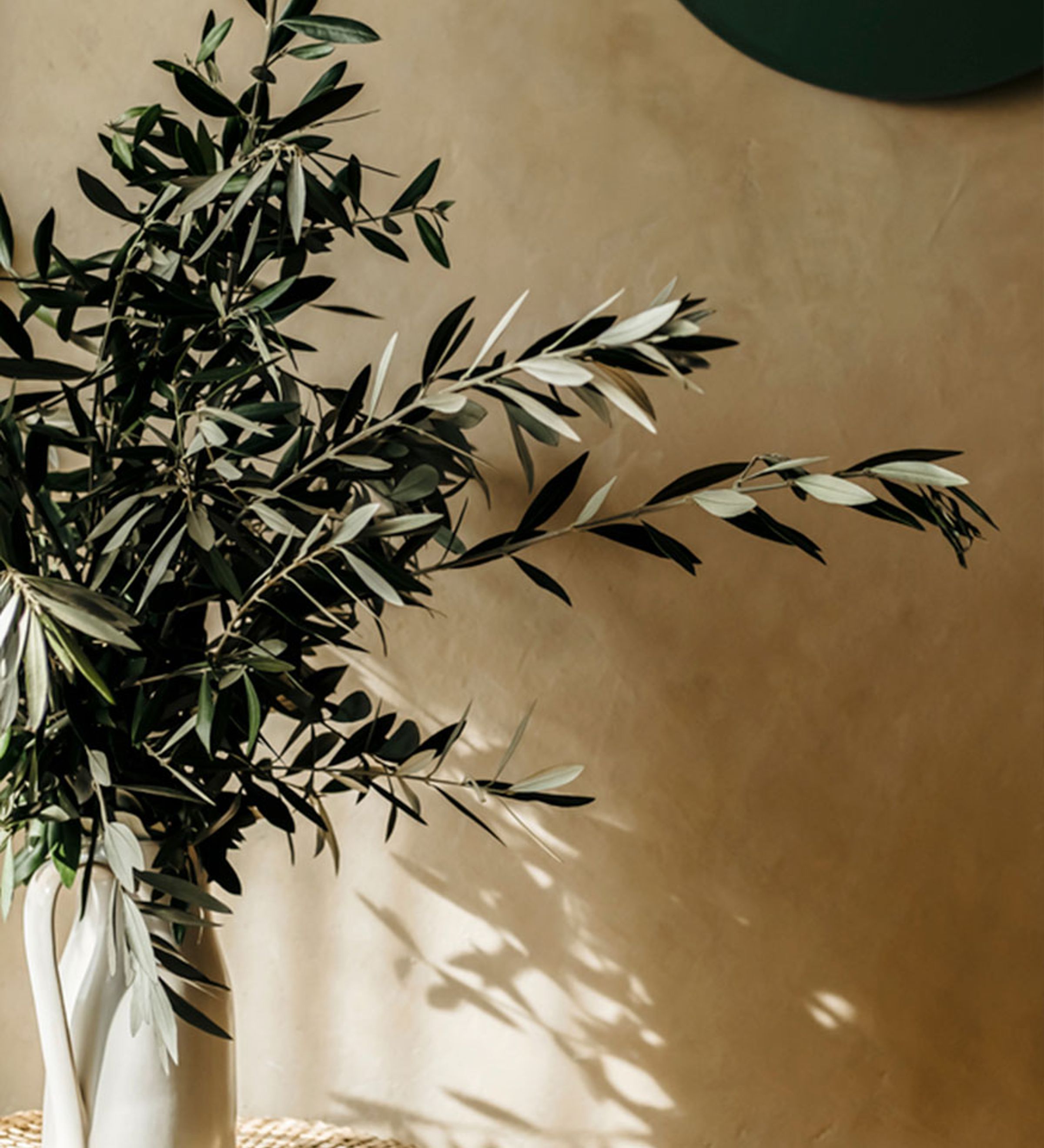 A fern in a vase drenched in sunlight