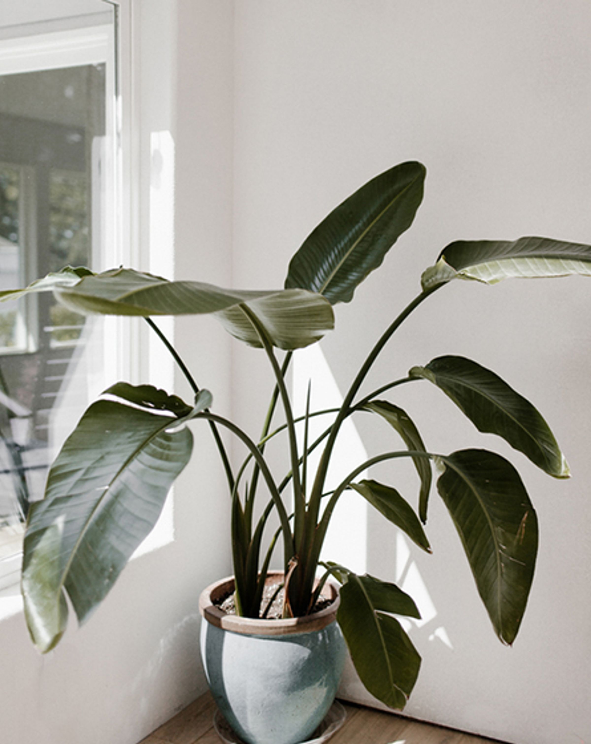 A leafy plant on a desk next to an open window